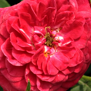 Интернет-Магазин Растений - Poзa Киссис оф Файер - красная - Лазающая плетистая роза (клаймбер)  - роза с тонким запахом - Кристофер Х. Уорнер - Эта современная лазающая роза подходит для покрытия вертикальных поверхностей и, в то же время, может использоваться как почвопокровная роза.